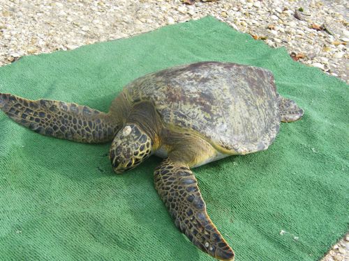 Baja SEE Turtles 073